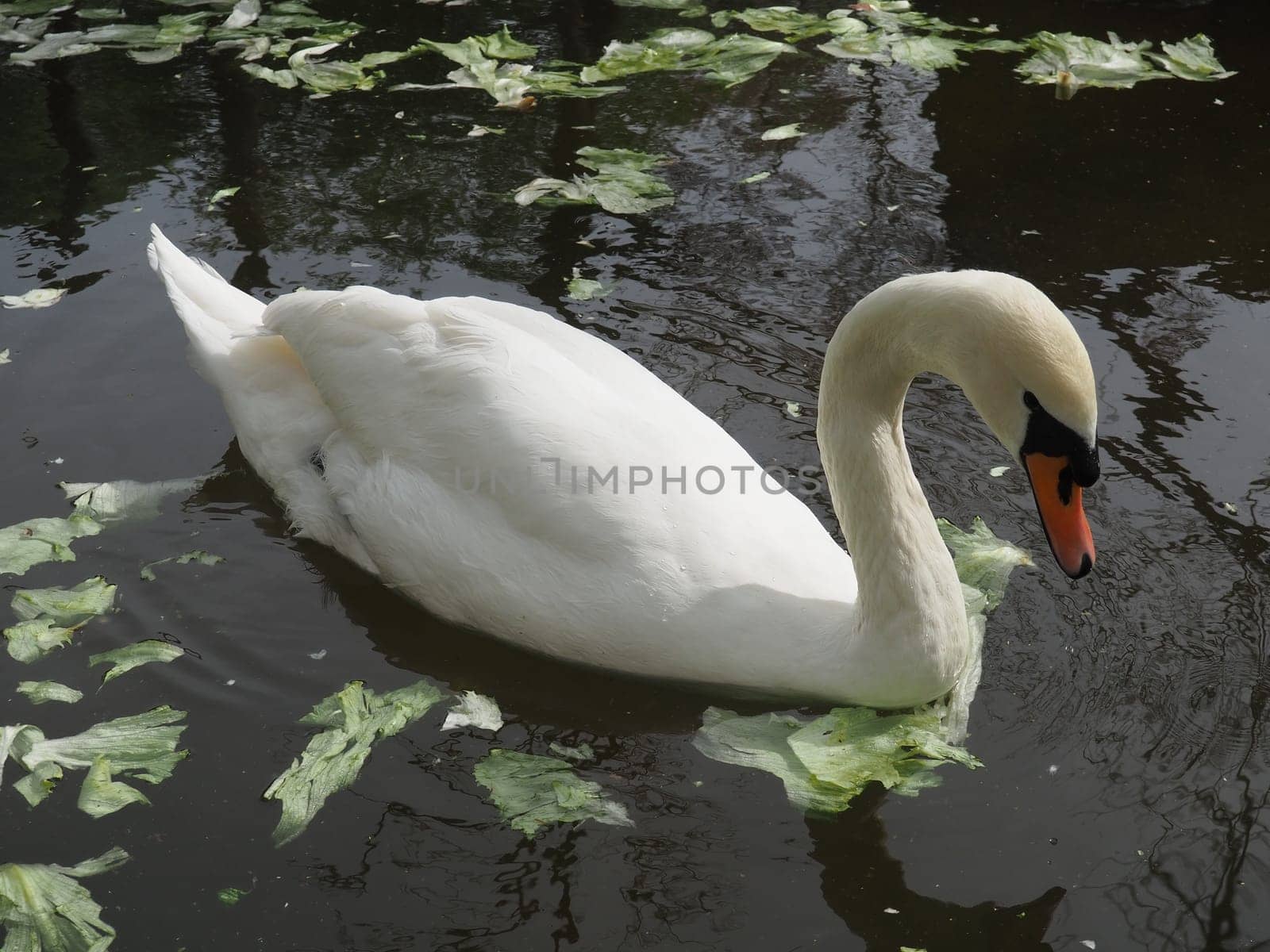 White swan in the water. white swans in a pond eating cabbage and green lettuce. Birds in the zoo