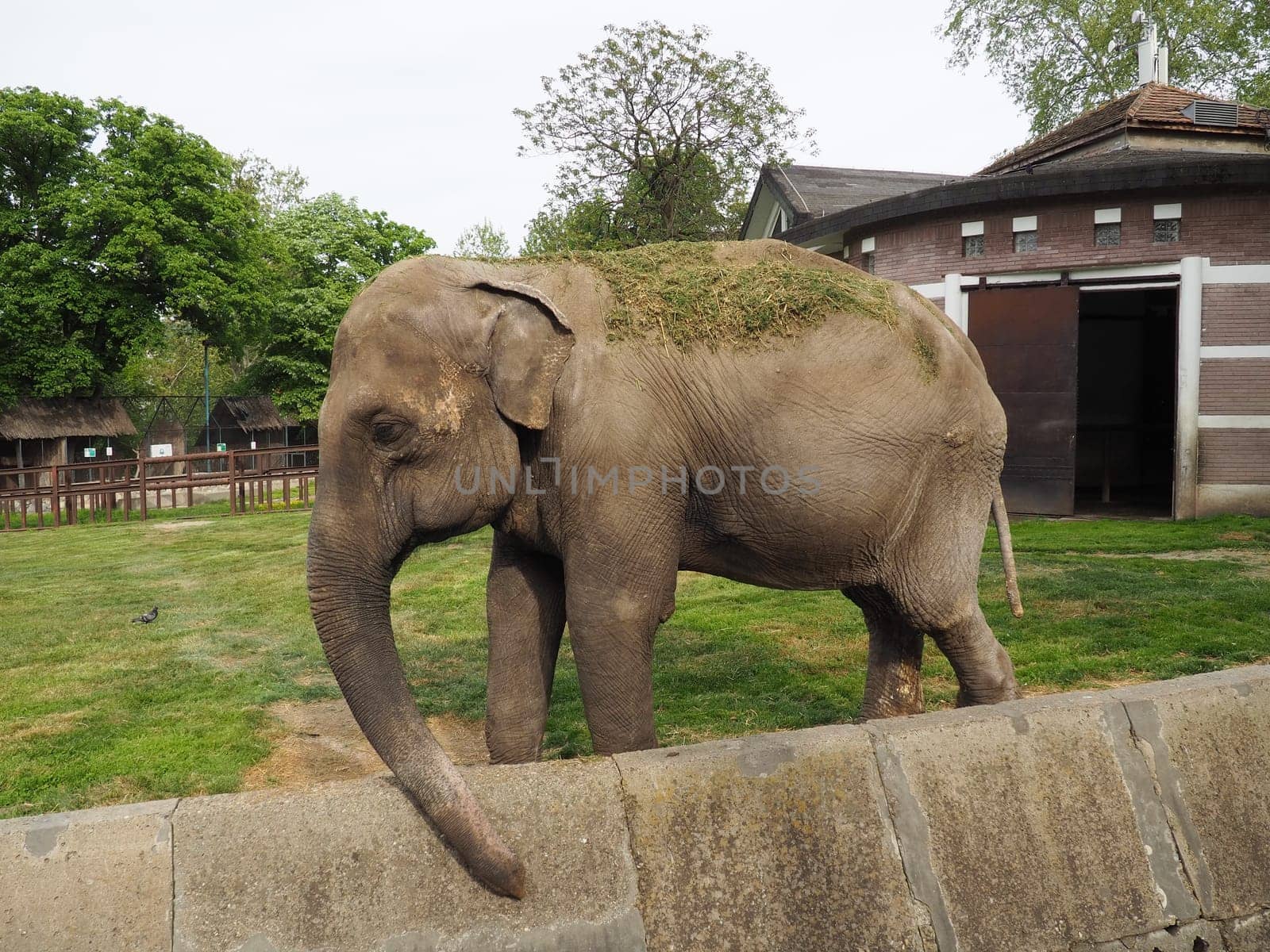 The Asian elephant, or Indian elephant, Elephas maximus is a mammal of the Proboscis order, a genus of Asian elephants Elephas and one of three modern species of the elephant family. Elephant walks.
