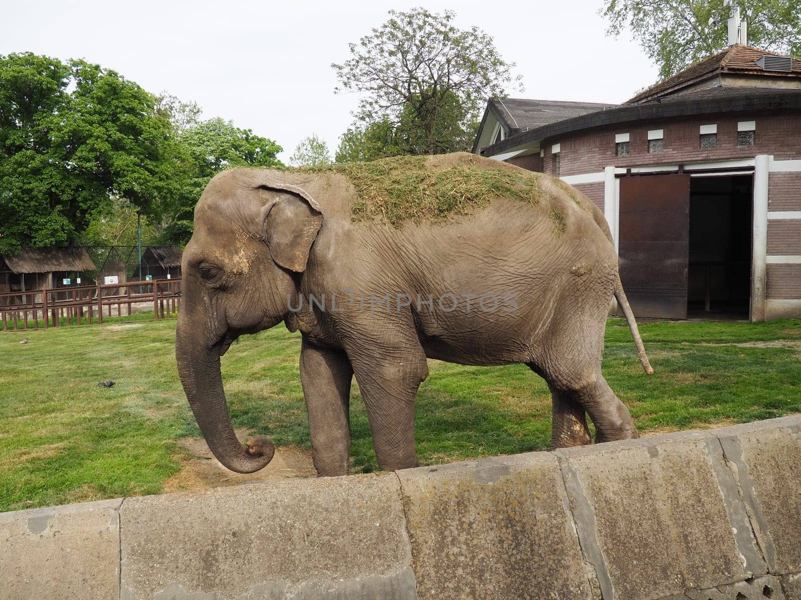 The Asian elephant, or Indian elephant, Elephas maximus is a mammal of the Proboscis order, a genus of Asian elephants Elephas and one of three modern species of the elephant family. Elephant walks.