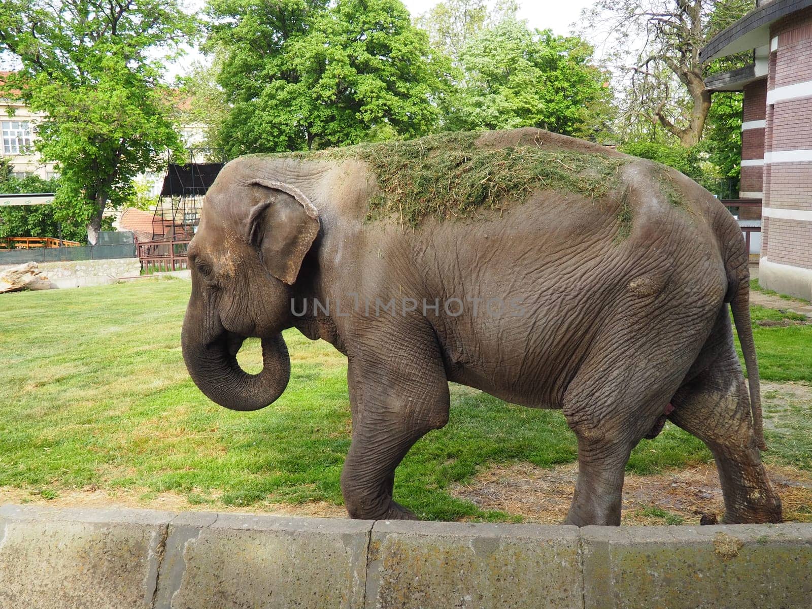 The Asian elephant, or Indian elephant, Elephas maximus is a mammal of the Proboscis order, a genus of Asian elephants Elephas and one of three modern species of the elephant family. Elephant walks.