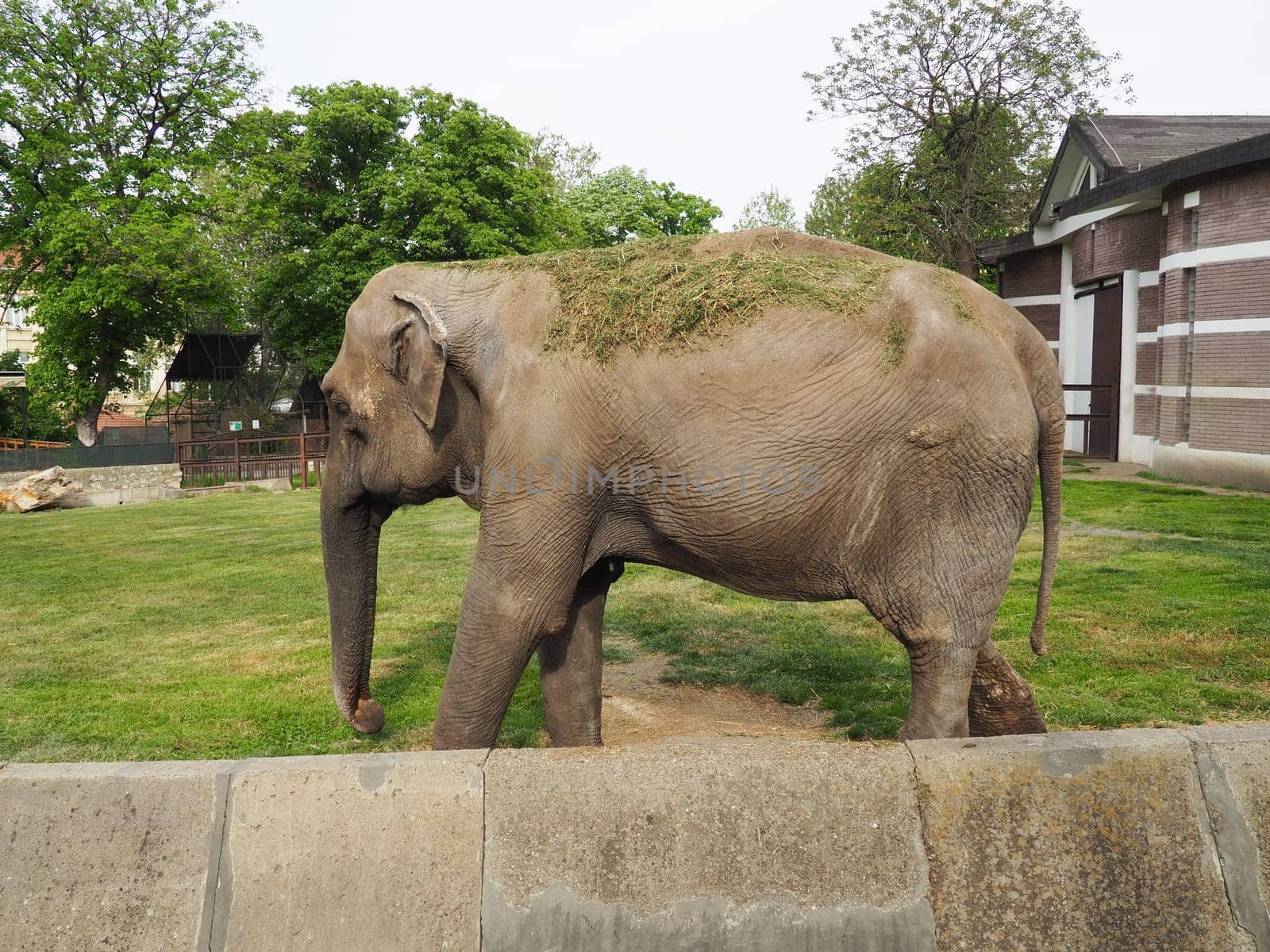 The Asian elephant, or Indian elephant, Elephas maximus is a mammal of the Proboscis order, a genus of Asian elephants Elephas and one of three modern species of the elephant family. Elephant walks.
