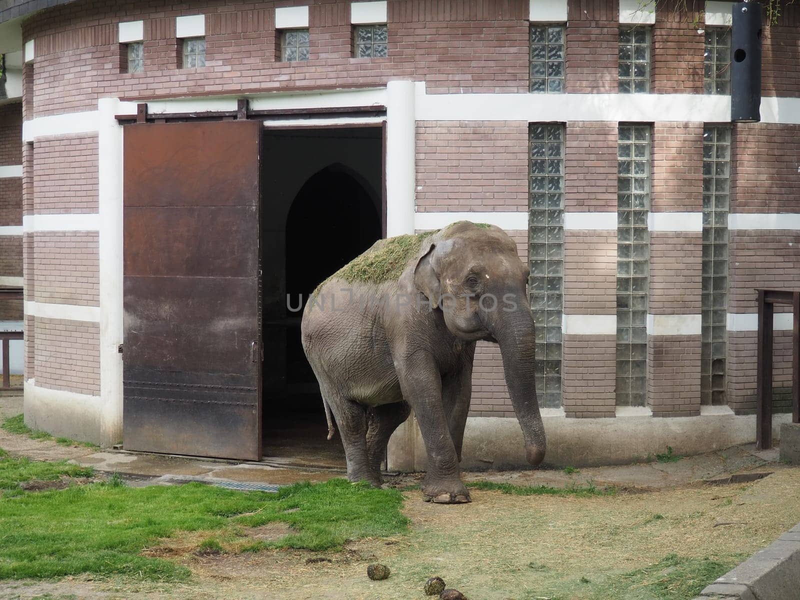 The Asian elephant, or Indian elephant, Elephas maximus is a mammal of the Proboscis order, a genus of Asian elephants Elephas and one of three modern species of the elephant family. Elephant walks.