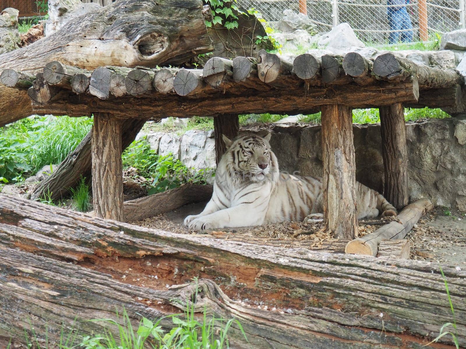 Bengal tiger, Panthera tigris tigris or Panthera tigris bengalensis. Albino mutation - white tiger. The animal is resting in the zoo. The tiger holds its head proudly. Portrait of a Royal Bengal tiger.