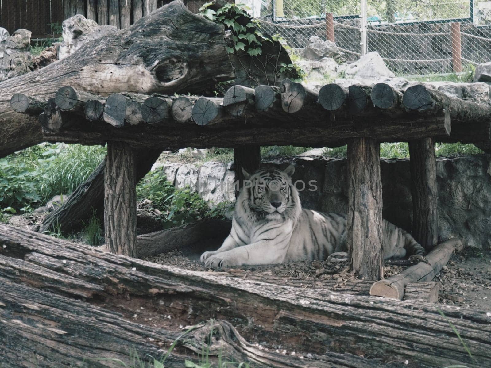 Bengal tiger, Panthera tigris tigris or Panthera tigris bengalensis. Albino mutation - white tiger. The animal is resting in the zoo. The tiger holds its head proudly. Portrait of a Royal Bengal tiger.