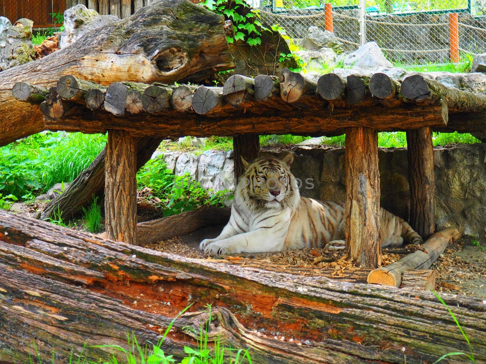 Bengal tiger, Panthera tigris tigris or Panthera tigris bengalensis. Albino mutation - white tiger. The animal is resting. The tiger holds its head proudly. Portrait of a Royal Bengal tiger.