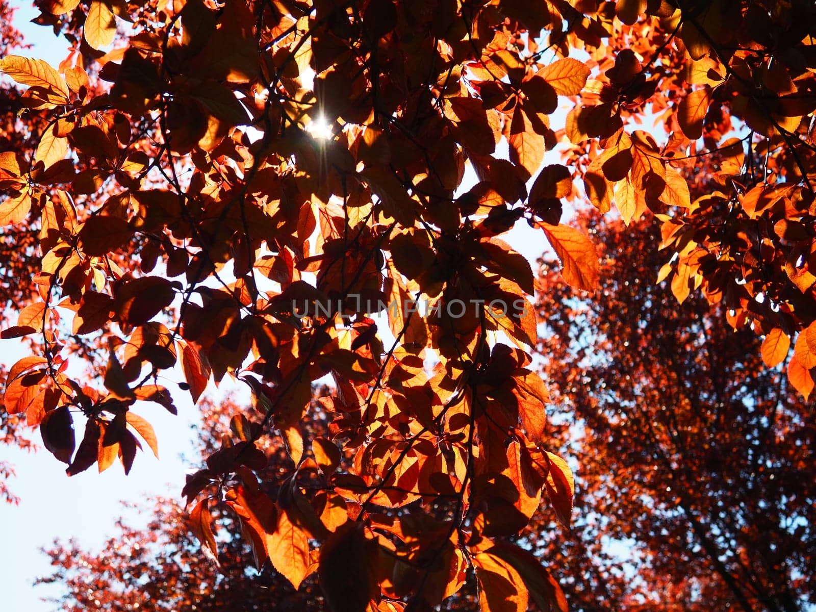 Red-leaved tree with a lush crown. Counterlight from the sun. Autumn leaves. Red-leaved plum as an ornamental plant.