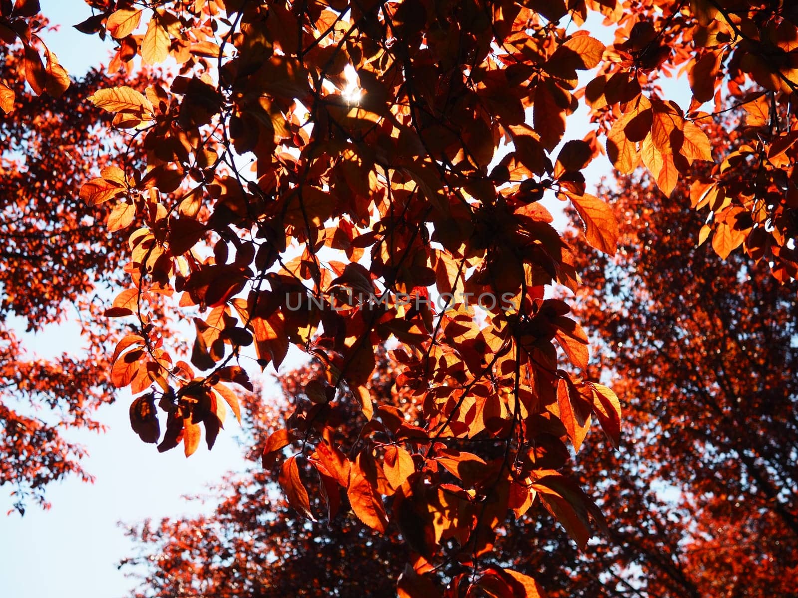 Red-leaved tree with a lush crown. Counterlight from the sun. Autumn leaves. Red-leaved plum as an ornamental plant.