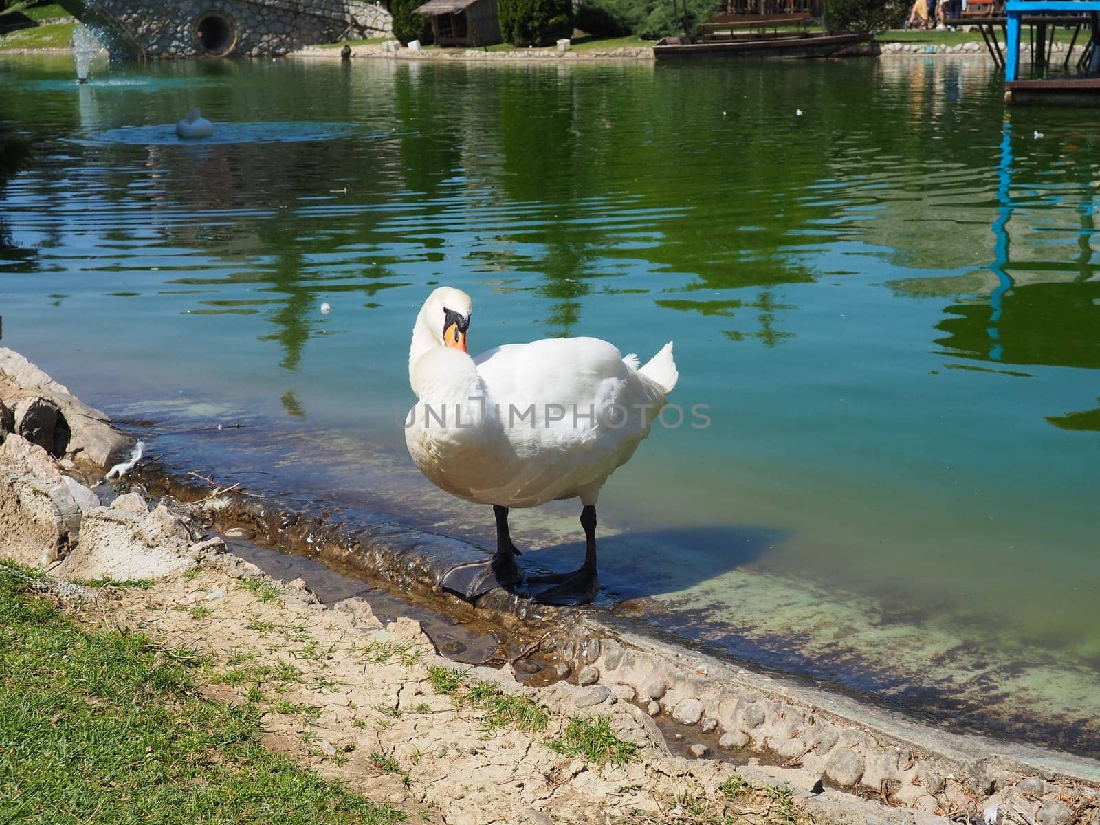 White swan on the shore of the reservoir. A bird by the water is cleaning its feathers. Stanisici, Bijelina, Bosnia and Herzegovina, a zoo in an ethno village. Fauna of Europe.