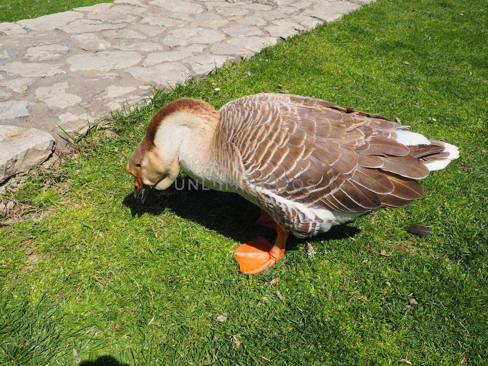 Goose on the lawn. Adult bird on the grass in summer. Free range of poultry. Poultry and agriculture. Stanisici, Bijelina, Bosnia and Herzegovina