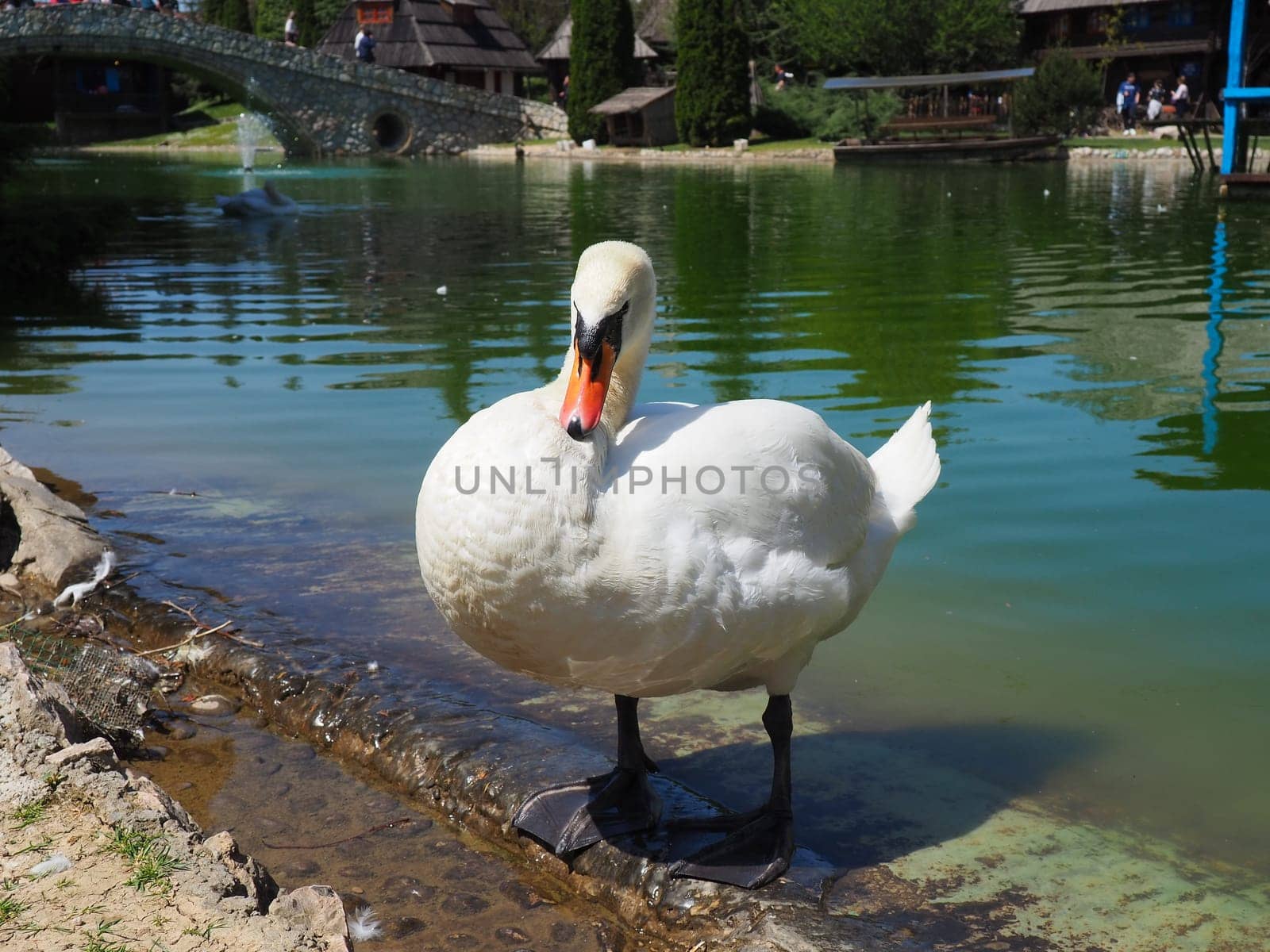 White swan on the shore of the reservoir. A bird by the water is cleaning its feathers. Stanisici, Bijelina, Bosnia and Herzegovina, a zoo in an ethno village. Fauna of Europe.