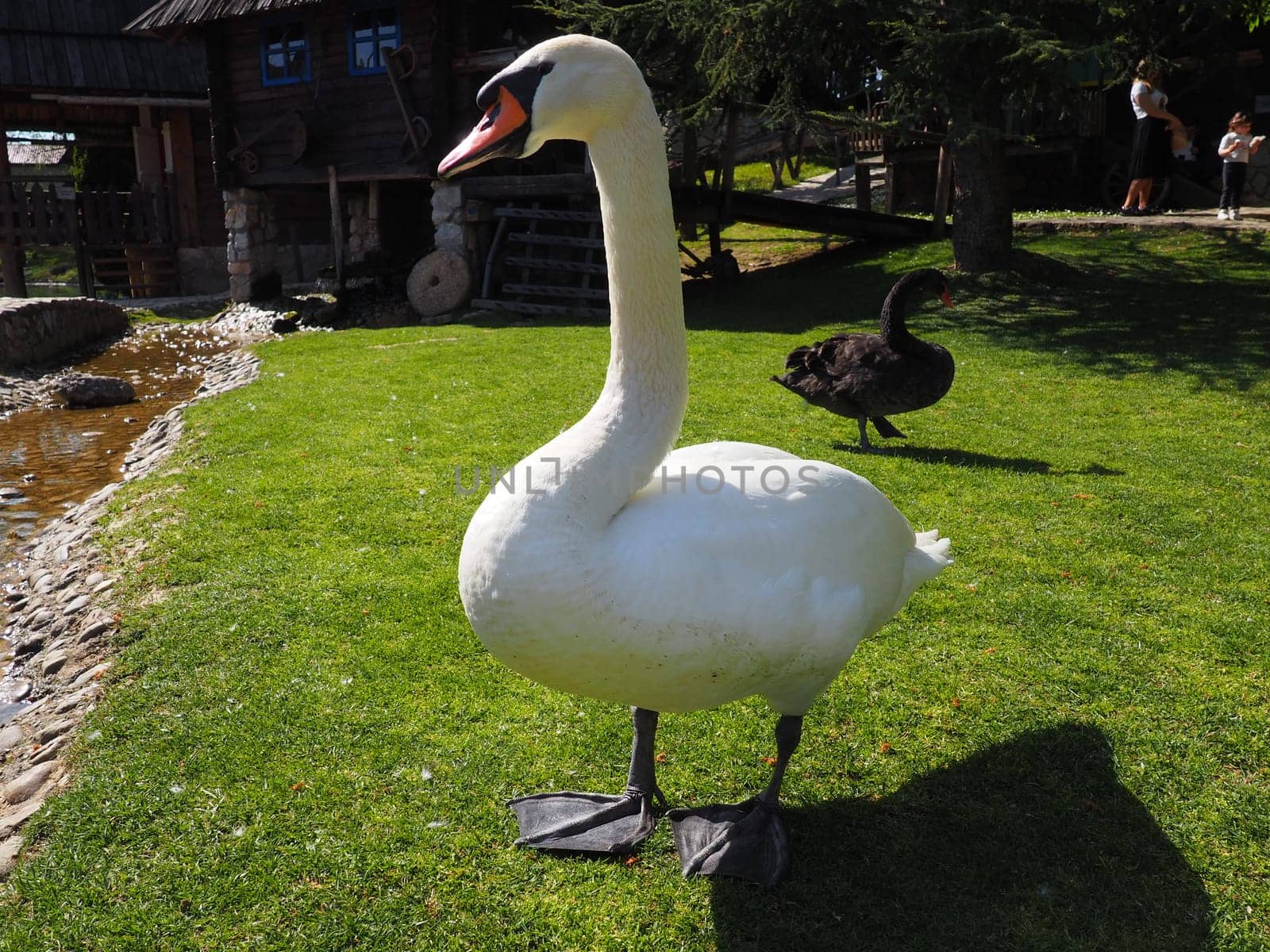 Stanisici, Bijelina, Bosnia and Herzegovina April 25 2021 White swan on green grass in summer afternoon. Stanisici, Bijelina, Republika Srpska, Bosnia and Herzegovina. Fauna of Europe