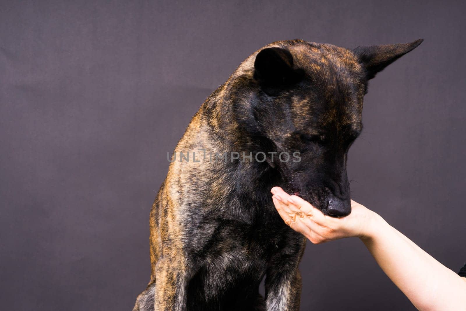 Friendship between Human and dog, feeding and taking a paw in hand