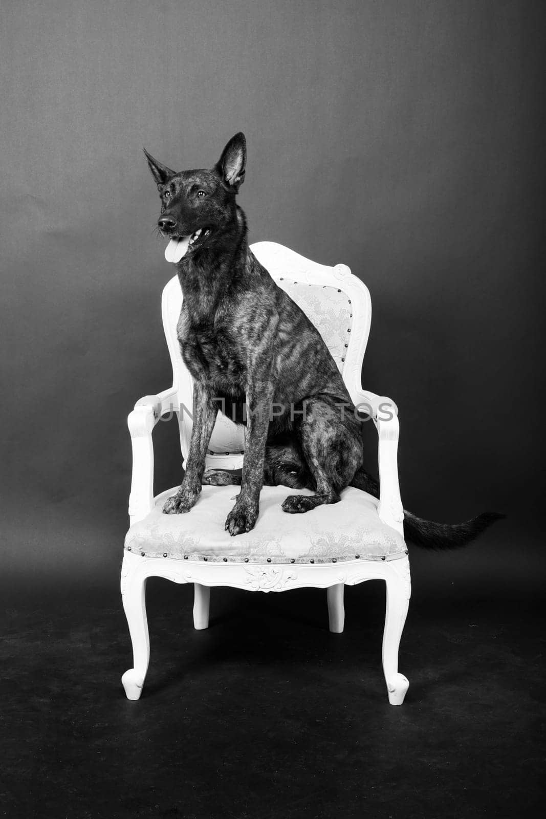 Dutch shepherd on a black background studio posing portrait