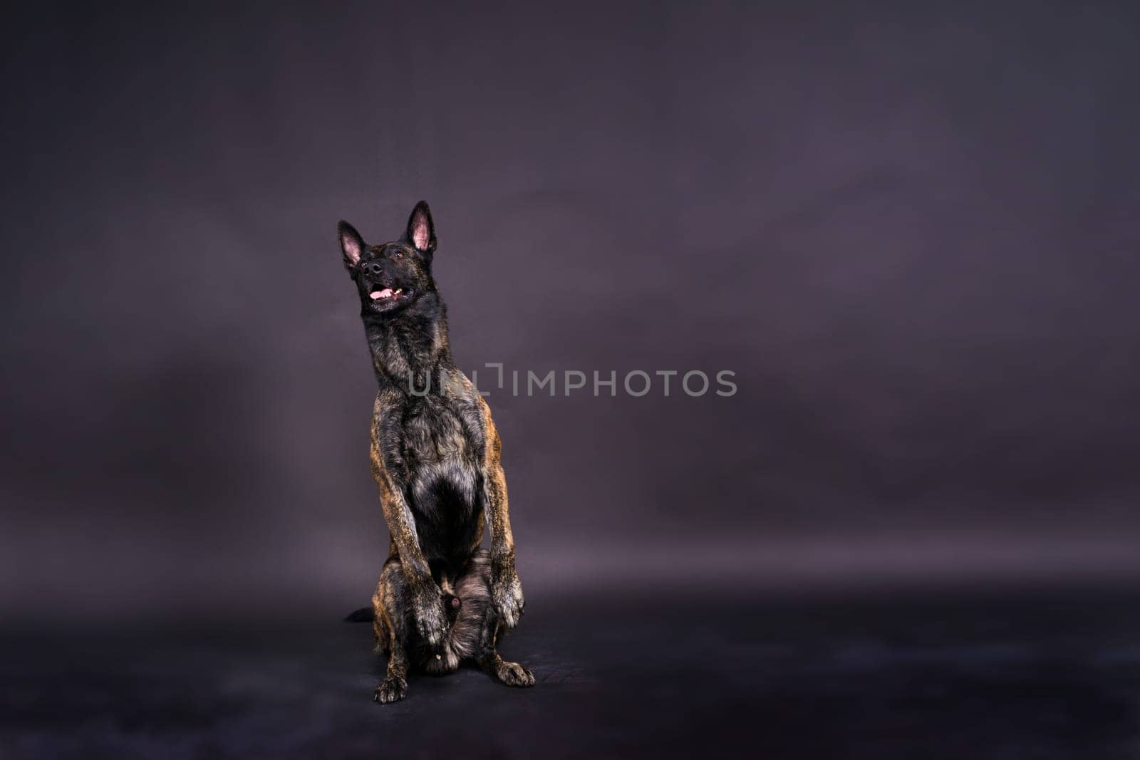 Dutch shepherd on a black background studio posing portrait