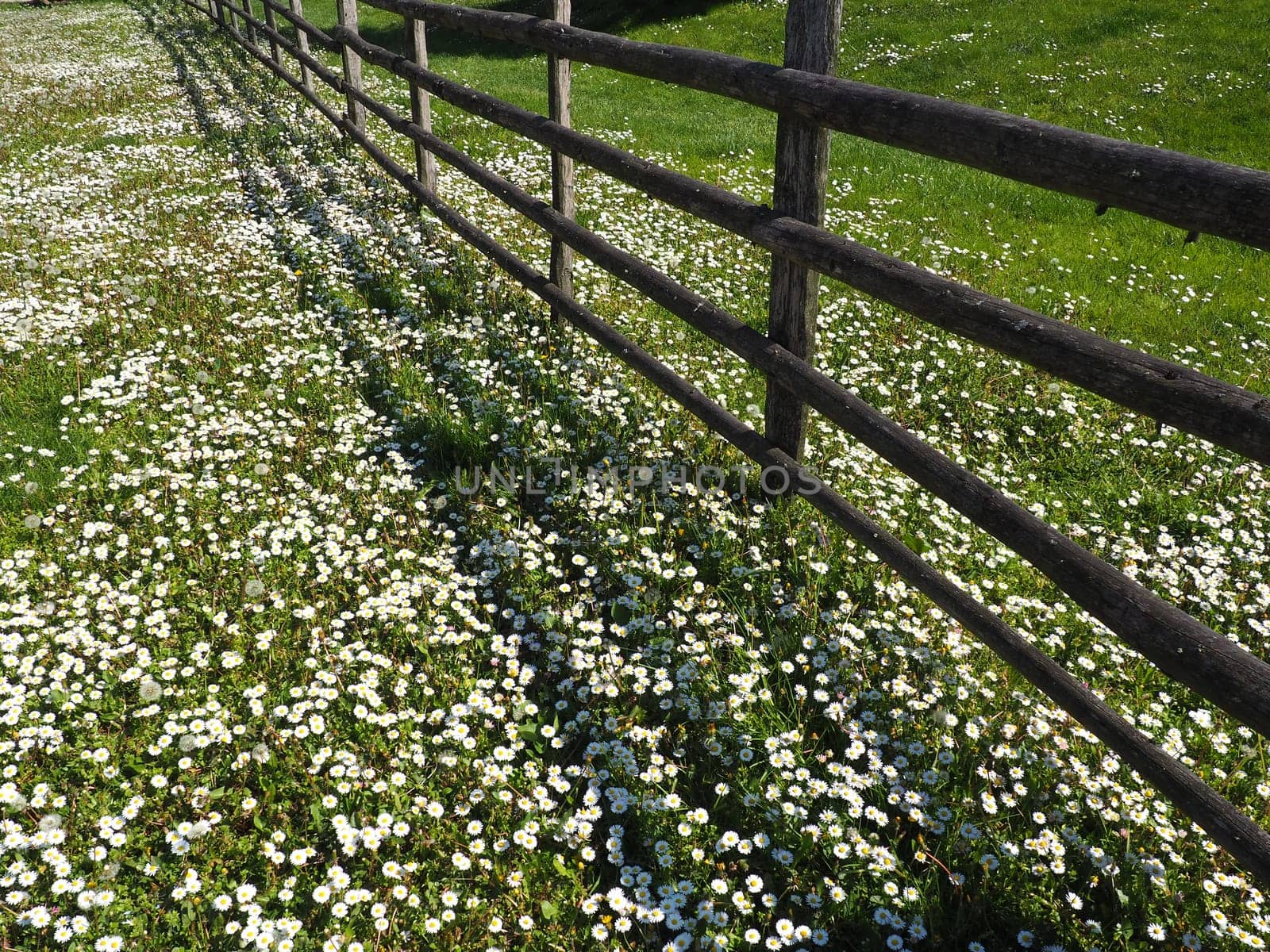 fence in the field. Wooden rustic fence in a clearing with green grass and white daisies. Peasant village life. A lawn with meadow grasses