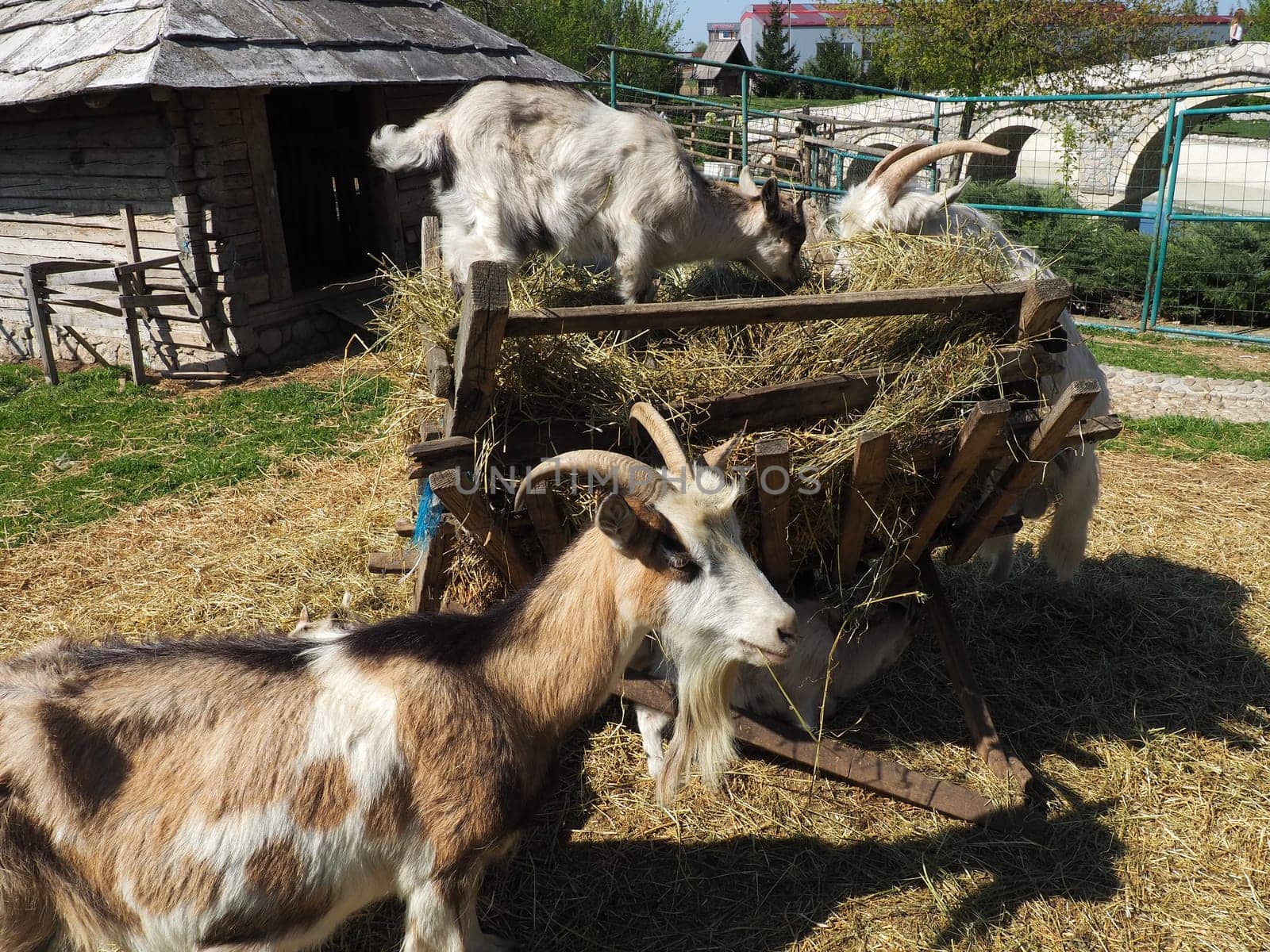 The domestic goat is Capra hircus, a species of artiodactyls from the genus Capra mountain goats of the bovine family. The goat stands on its hind hooves and eats hay over a wooden fence. Agriculture