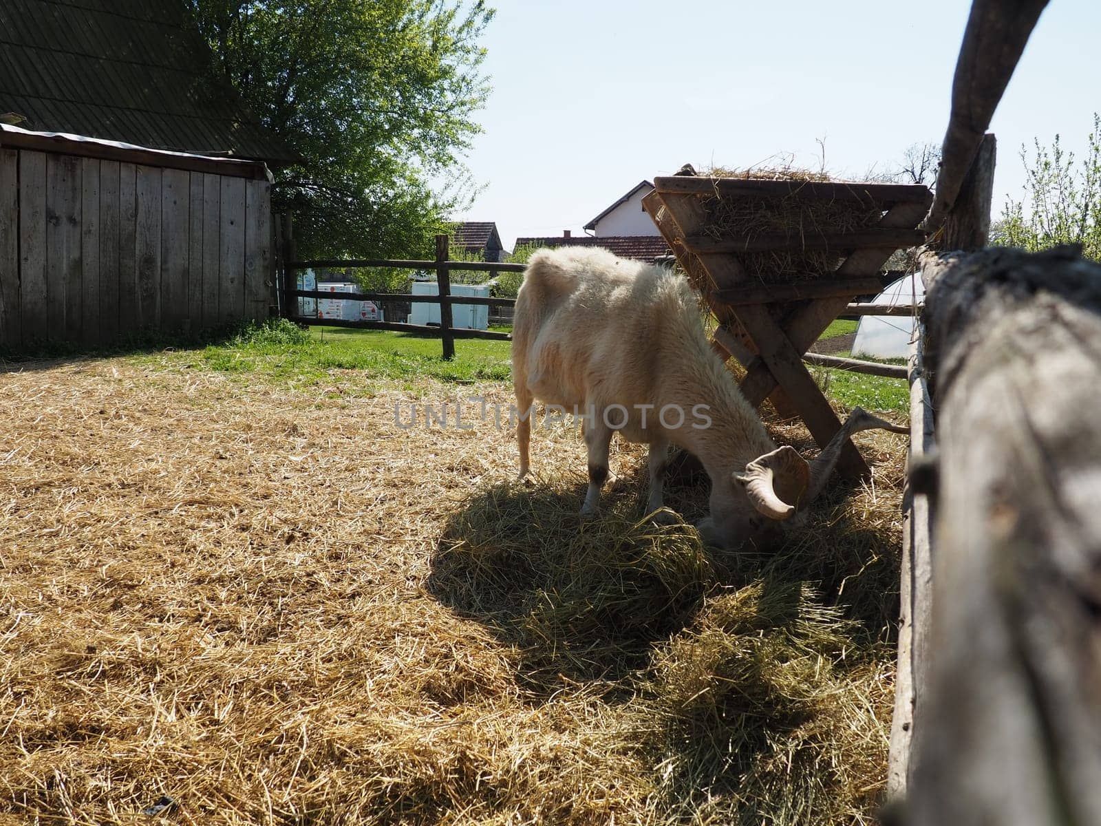 The domestic goat is Capra hircus, a species of artiodactyls from the genus Capra mountain goats of the bovine family. The goat stands on its hind hooves and eats hay over a wooden fence. Agriculture