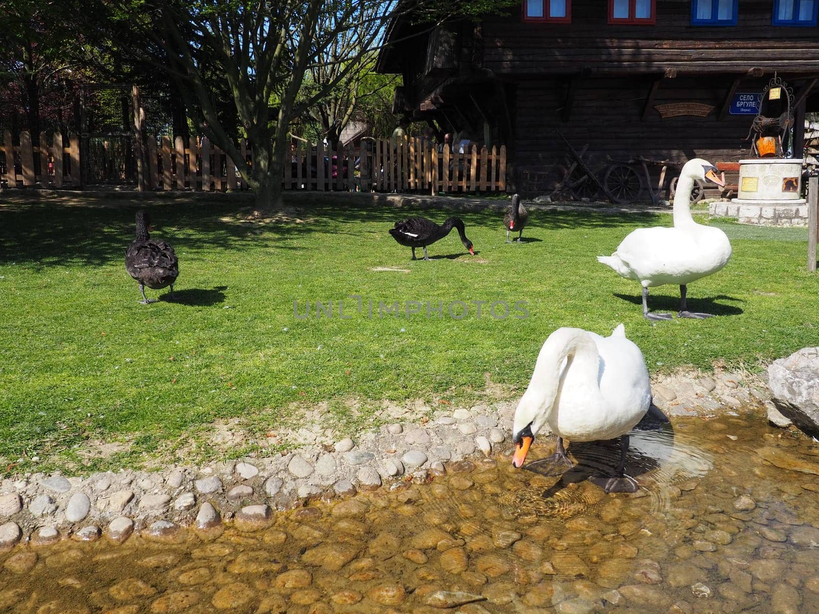 White and black swans on the shore of the reservoir. Birds by the water are cleaning their feathers. Stanisici, Bijelina, Bosnia and Herzegovina, a zoo in an ethno village. Fauna of Europe.