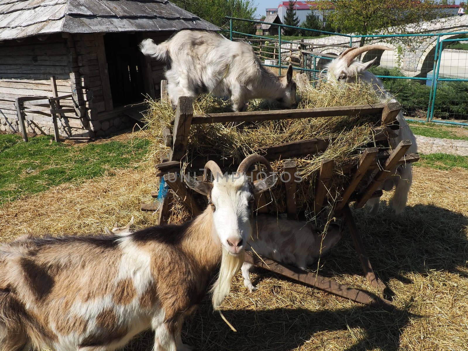 The domestic goat is Capra hircus, a species of artiodactyls from the genus Capra mountain goats of the bovine family. The goat stands on its hind hooves and eats hay over a wooden fence. Agriculture