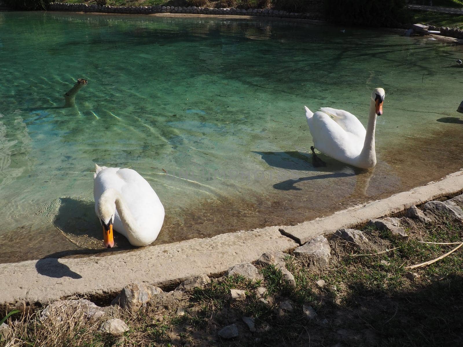 Two white swans on the shore of the reservoir. Birds by the water are cleaning their feathers. Stanisici, Bijelina, Bosnia and Herzegovina, a zoo in an ethno village. Fauna of Europe