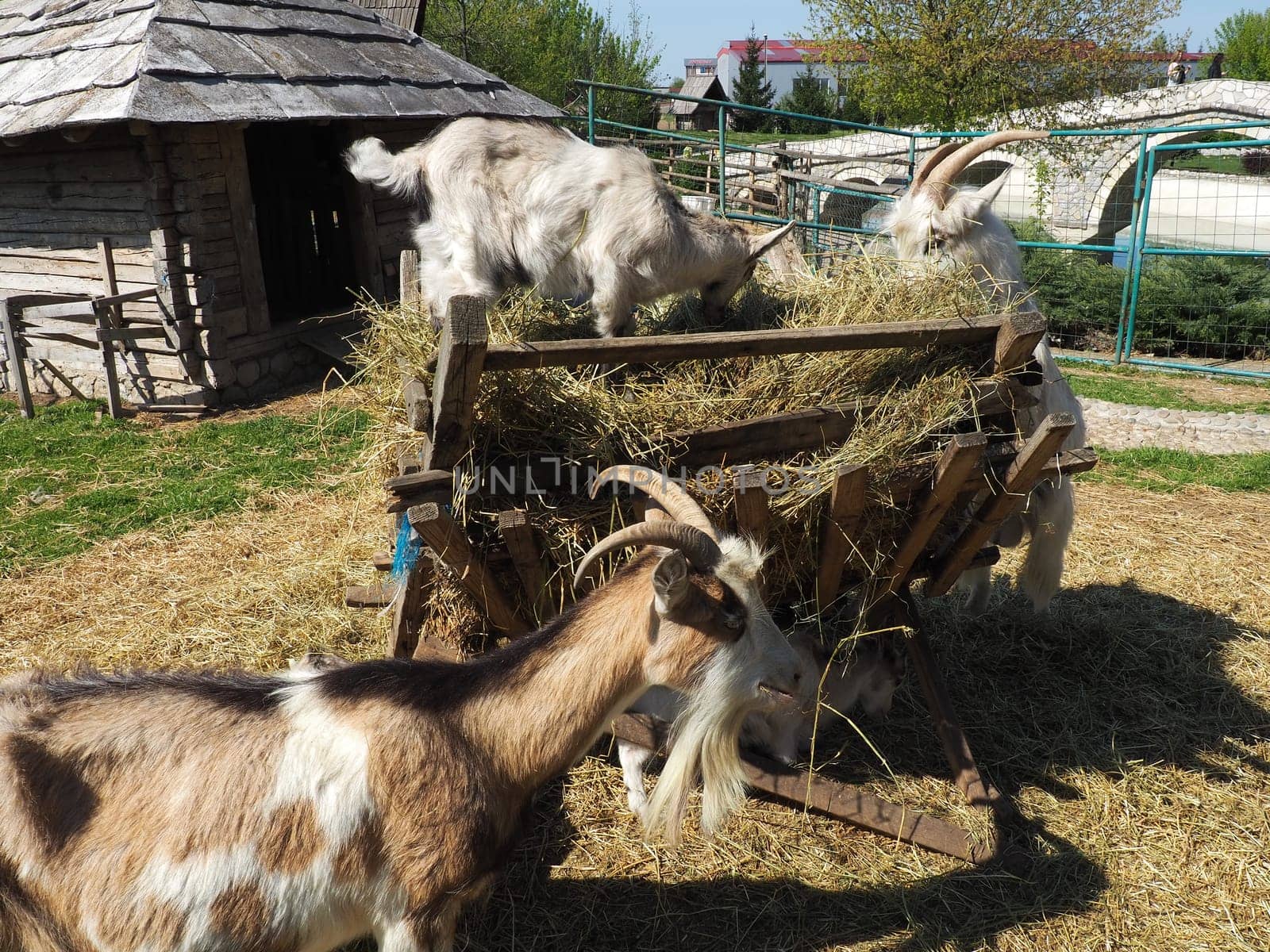 Stanisici, Bijelina, Bosnia and Herzegovina, 25 April 2021. The domestic goat is Capra hircus, a species of artiodactyls from the genus Capra mountain goats of the bovine family