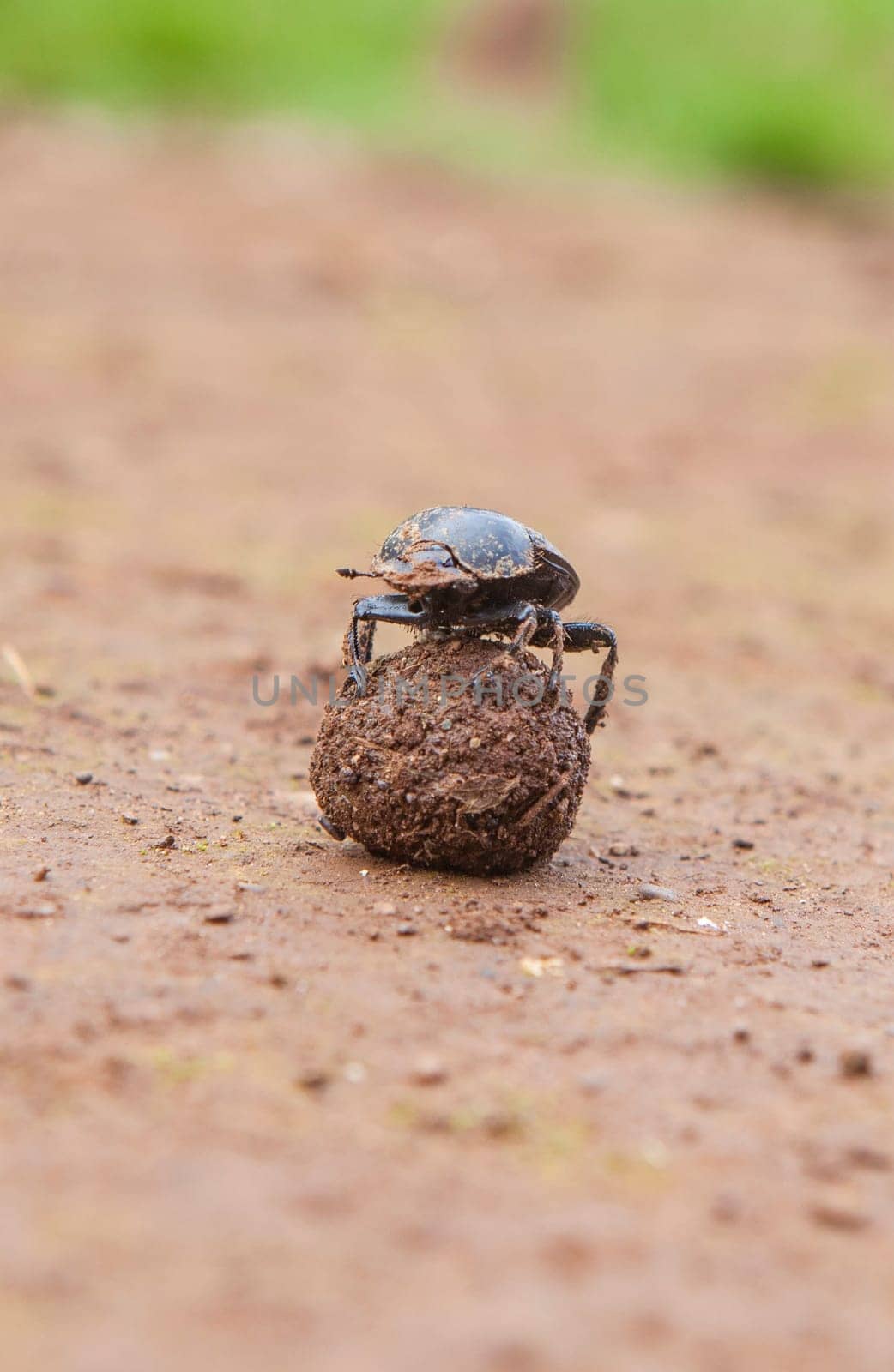 Dung beetle rolling a ball of dung. Alor Mountains, Extremadura, Spain