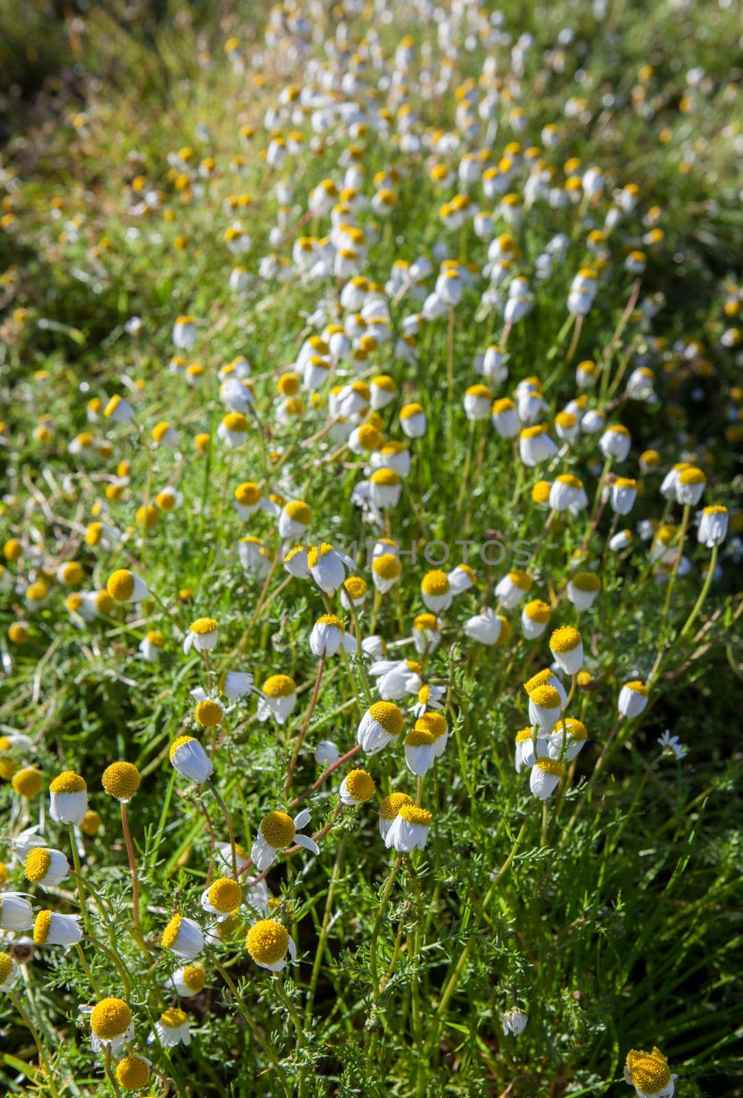 Chamaemelum nobile, commonly known as chamomile