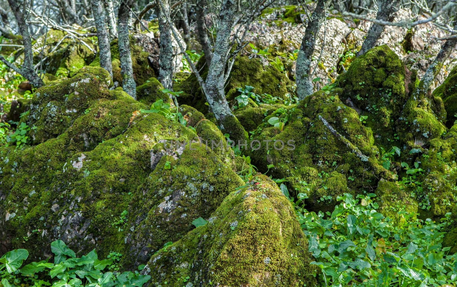 Alor Mountains low forest, Olivenza, Badajoz, Extremadura, Spain