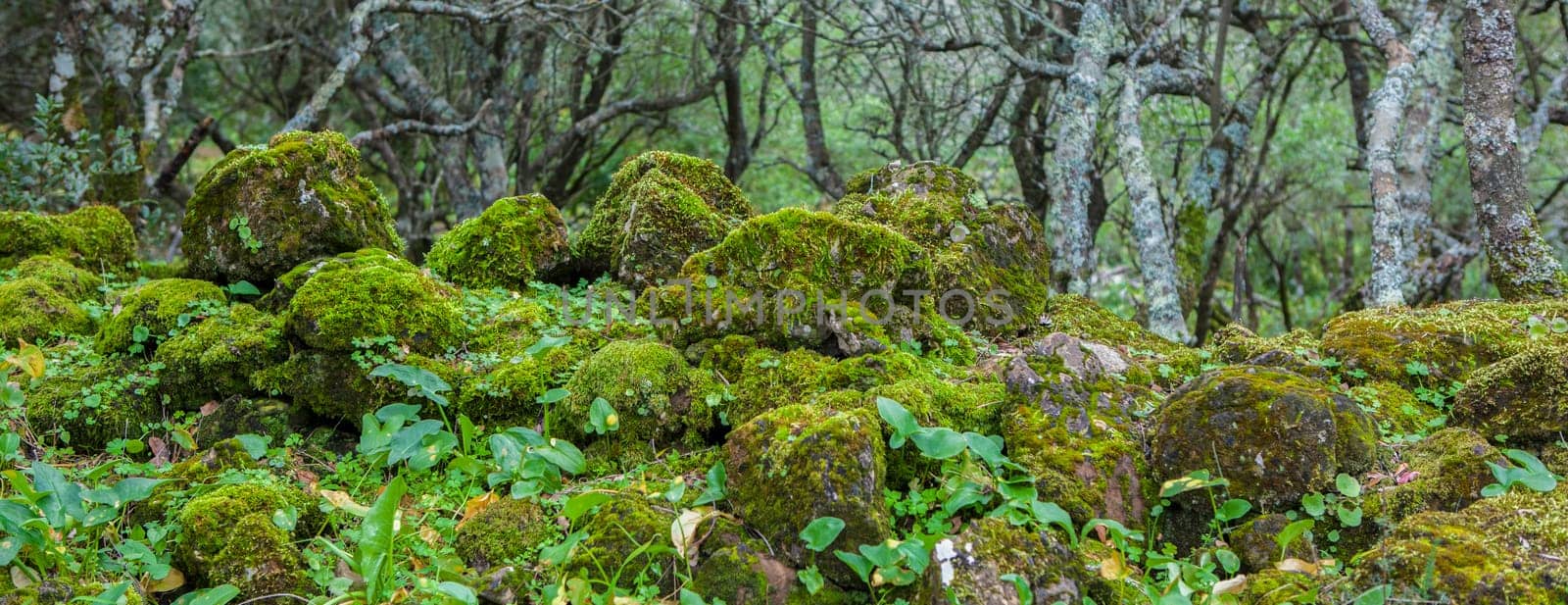 Alor Mountains low forest, Olivenza, Badajoz, Extremadura, Spain