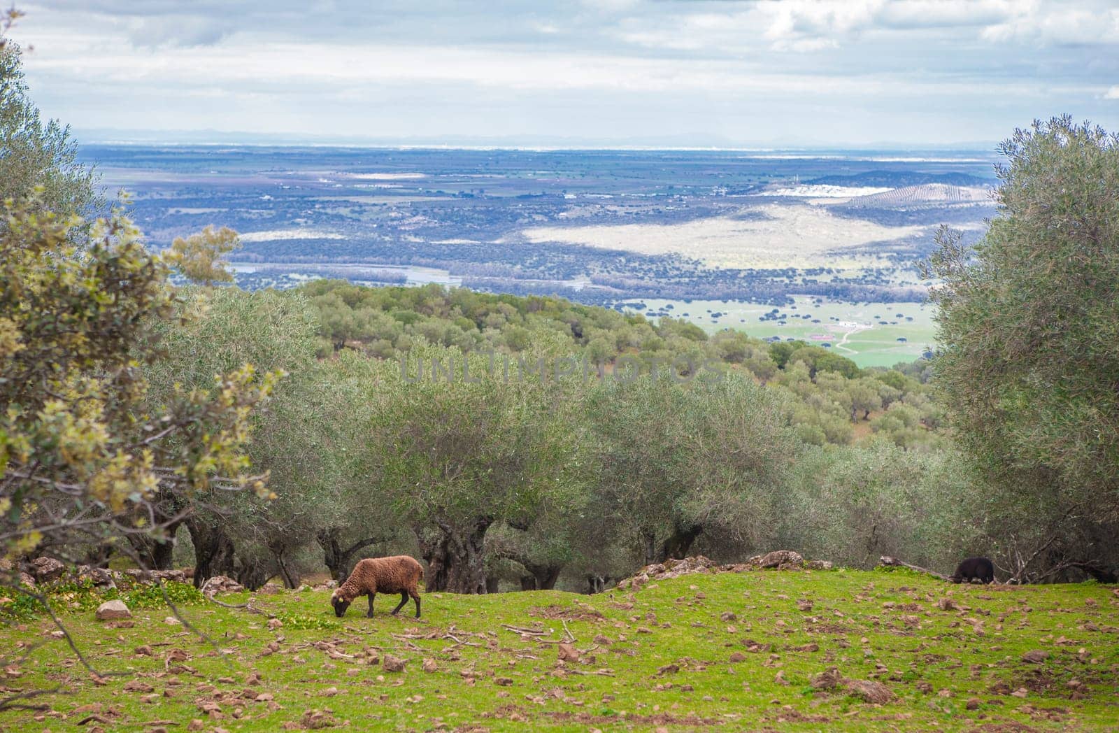 Black sheeps grazing at Alor Mountains hillside. Olivenza, Badajoz, Extremadura, Spain