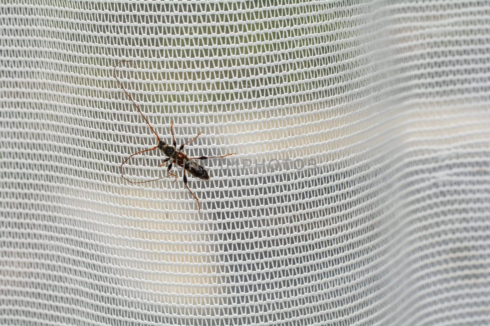 A long-horned beetle ( Molorchus minor ) is sitting on a white curtain by the window in an apartment