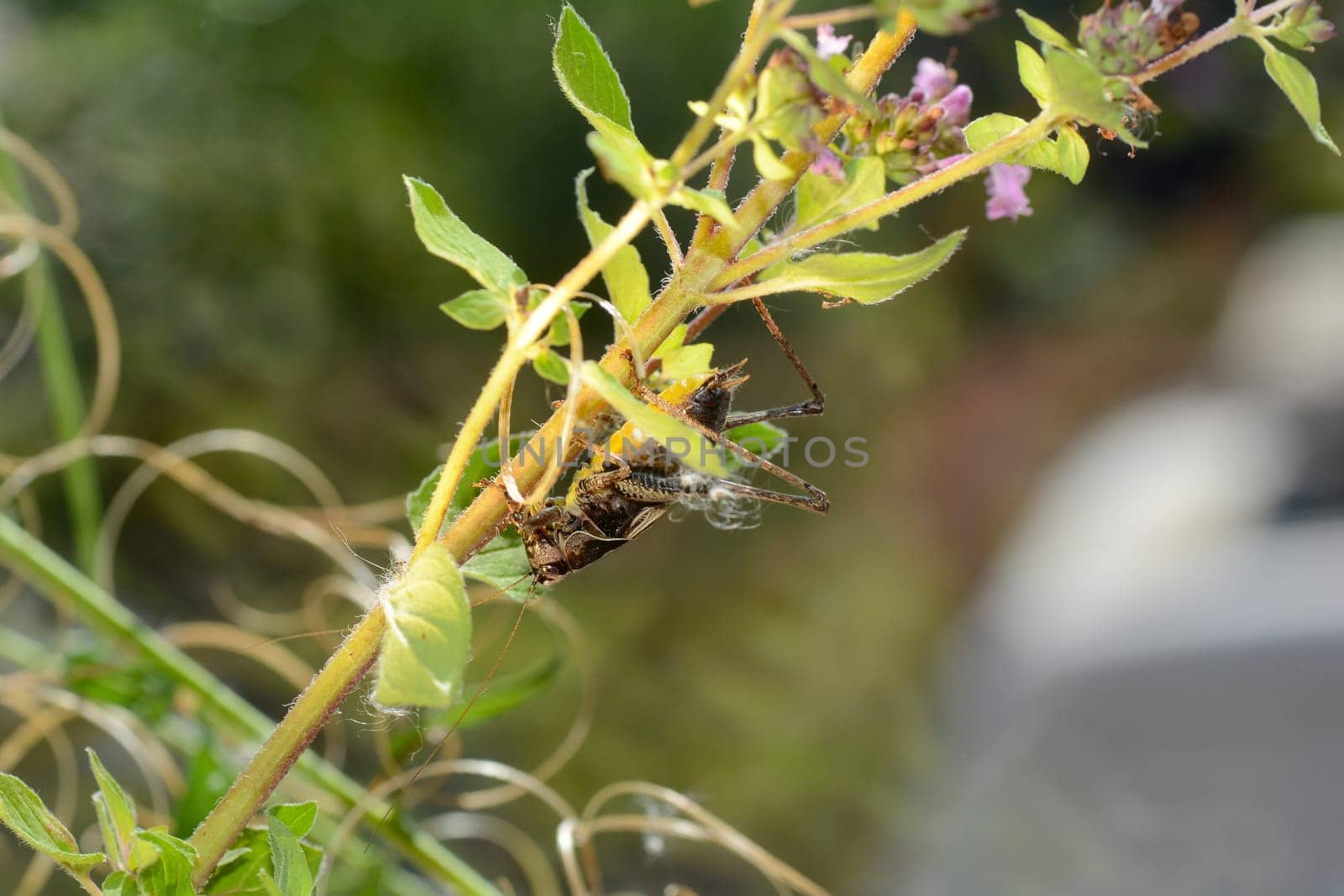 Common bush cricket ( Pholidoptera griseoaptera ) on a plant