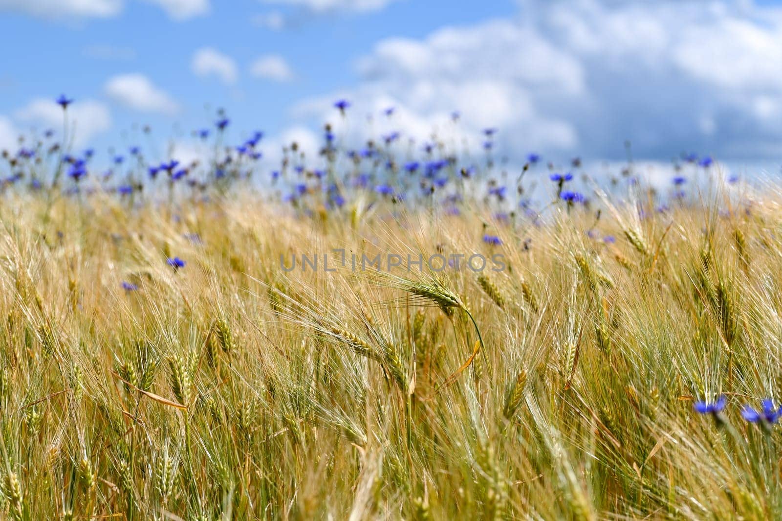 Cornfield with blurred blue cornflowers in the background, with blue sky and white clouds