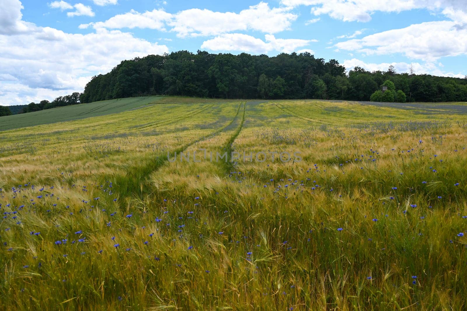 Grain field with lots of blue cornflowers ( Centaurea cyanus ) and green forest and sky in the background