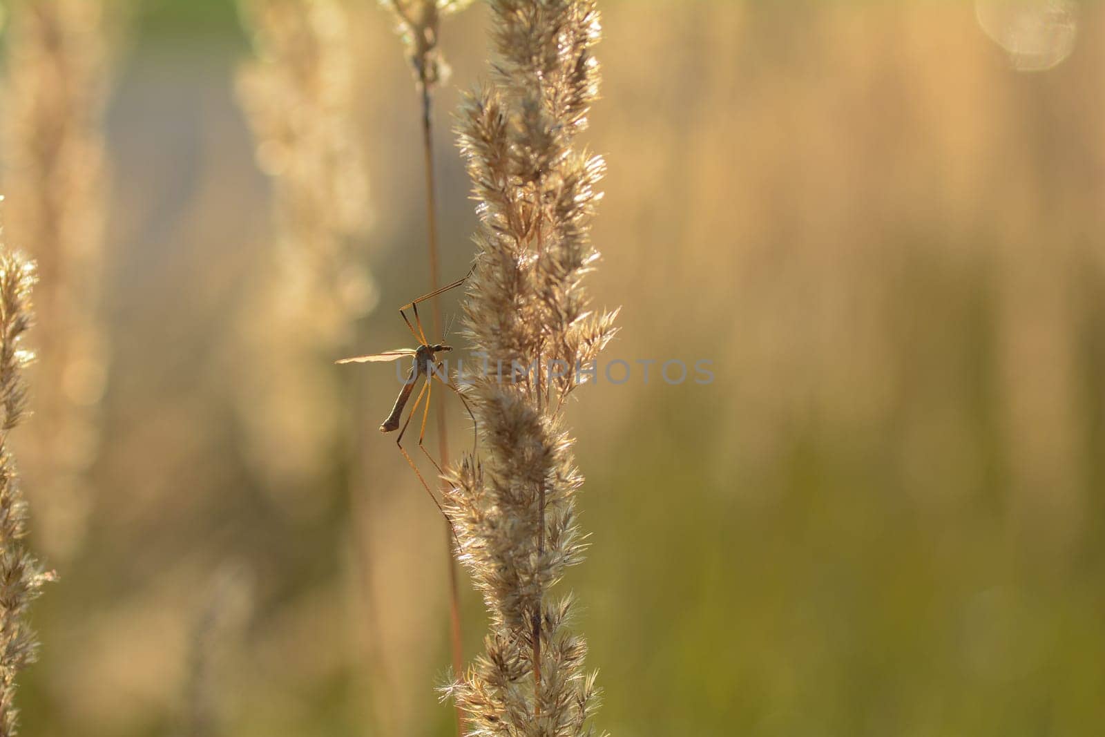 Big cranefly ( Tipulidae ) in the sunlight on a plant
