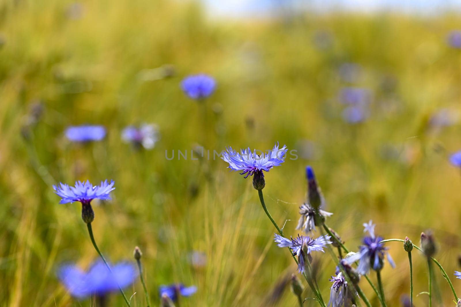 Blue cornflowers ( Centaurea cyanus ) in a cornfield