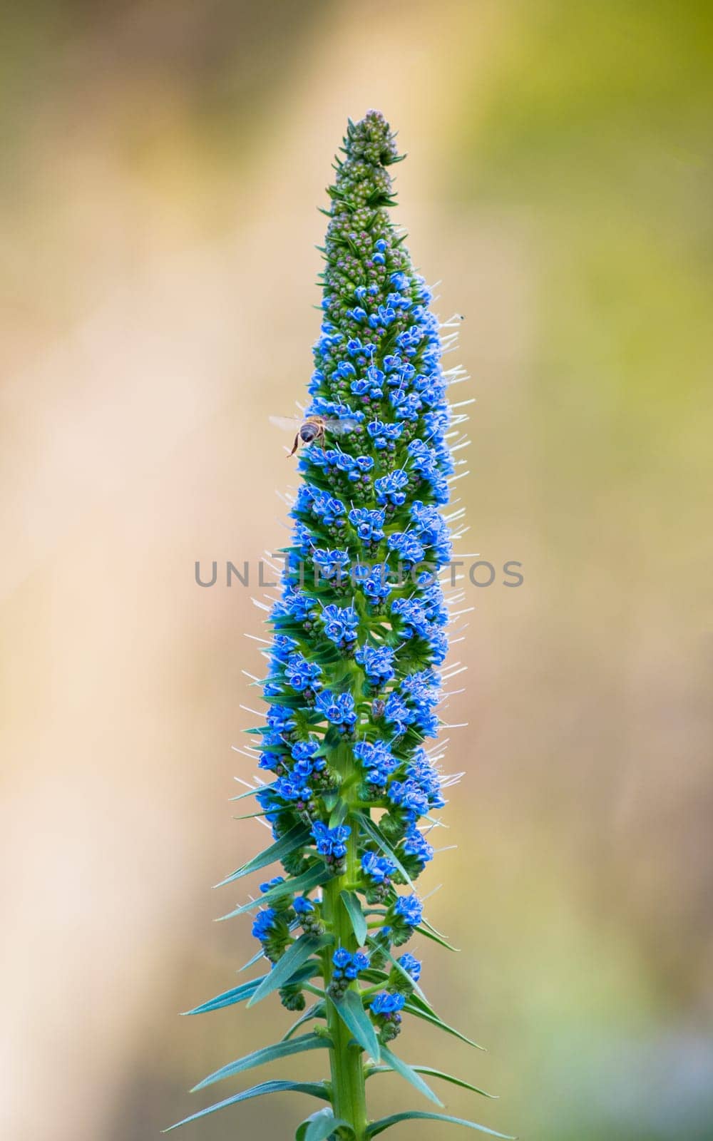 Echium Candicans Pride of Madeira blue flower spike with a blurred natural green vegetation background
