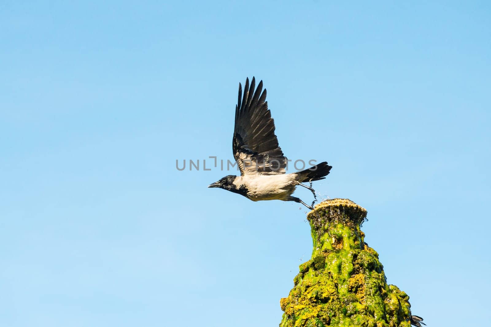 crow take off from the top of a well