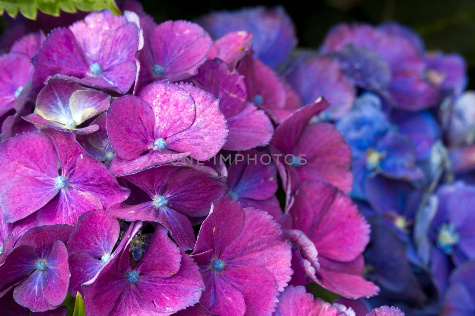 colorful  hydrangea flower background - macro image