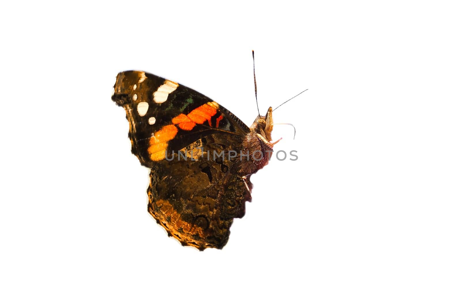 Admiral butterfly cropped for further processing for composing. Colorful delicate insect from nature. Animal photo