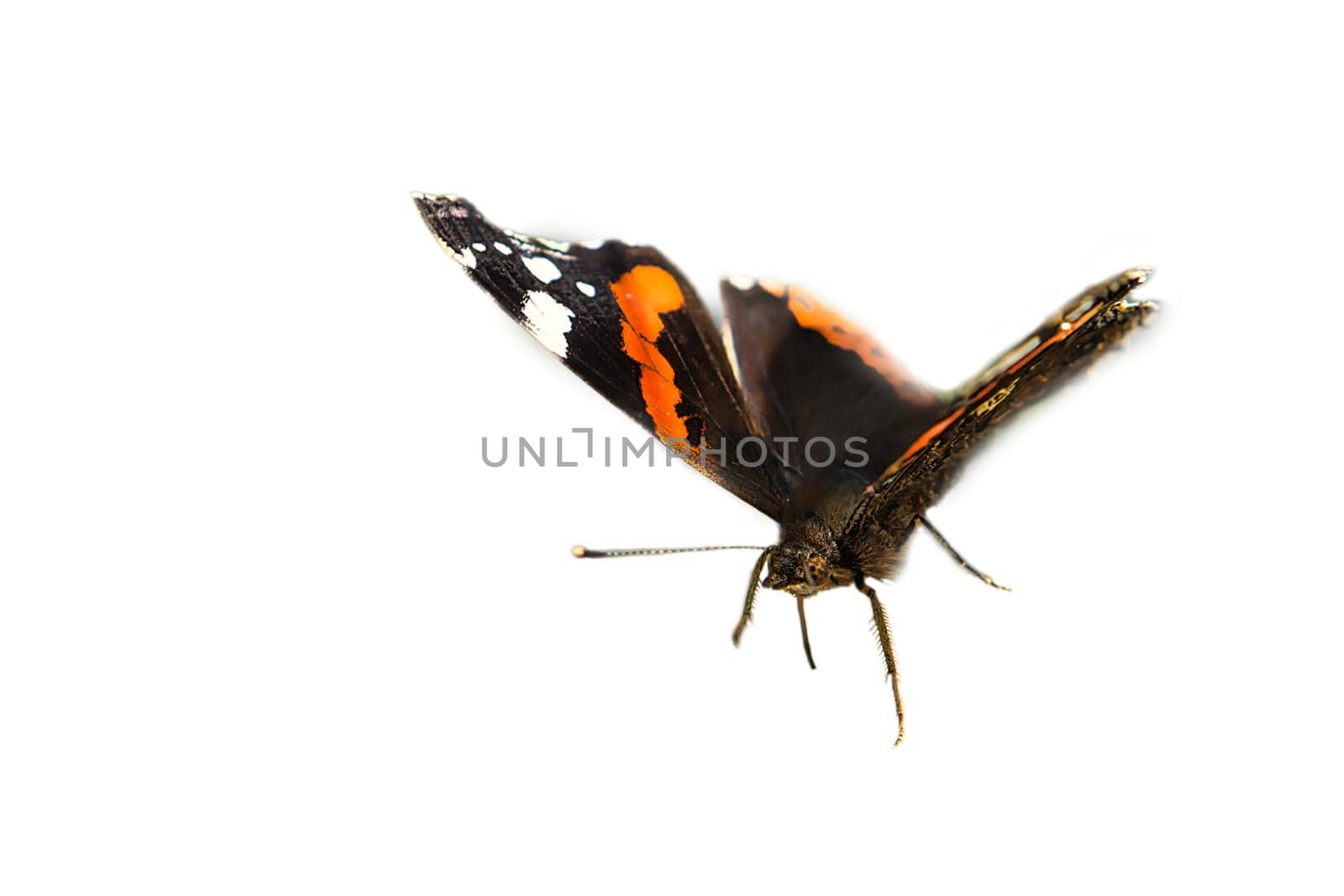 Admiral butterfly cropped for further processing for composing. Colorful delicate insect from nature. Animal photo