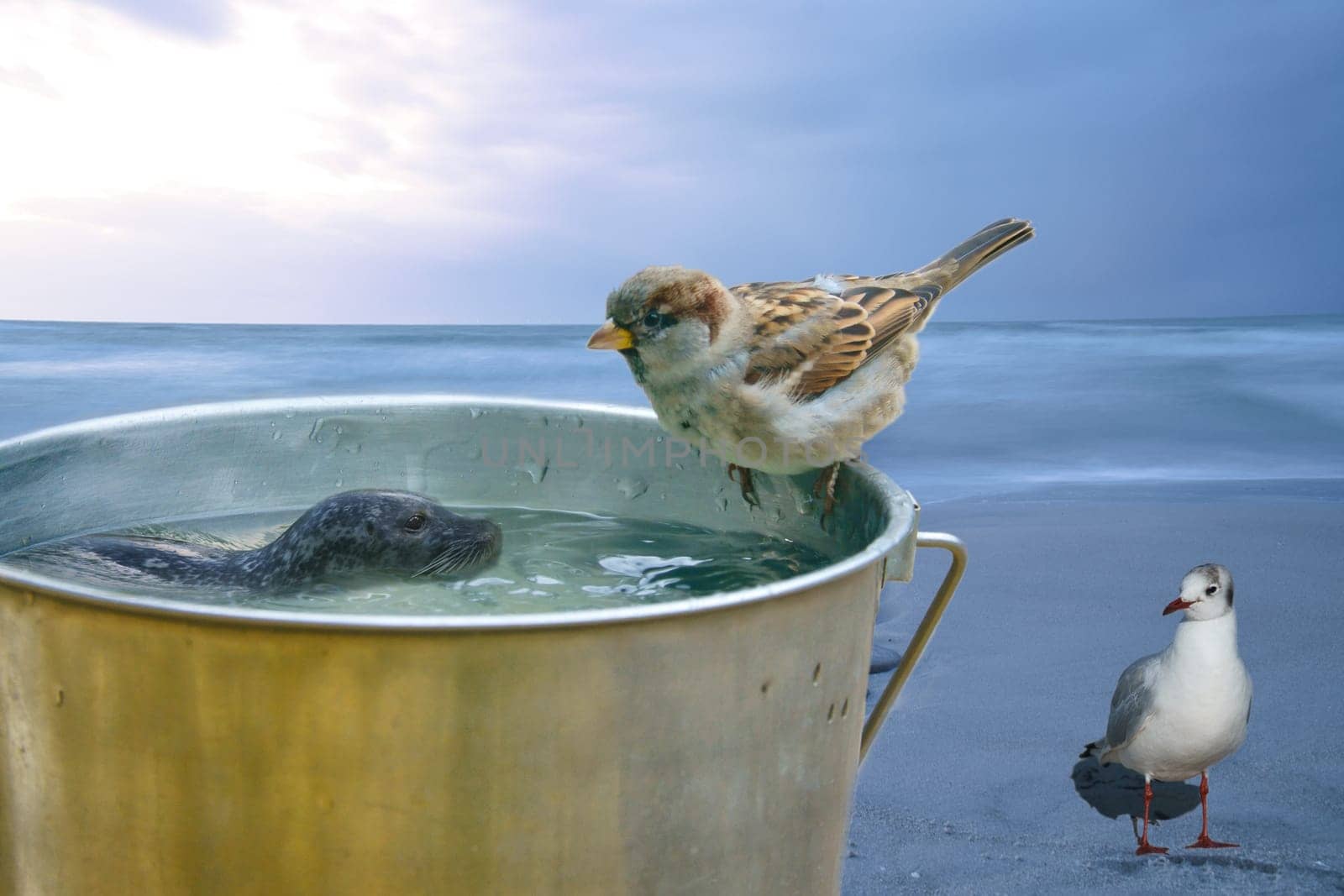 Composing with a bucket on which sits a sparrow and a swimming seal. the sea and seagull. Funny composition