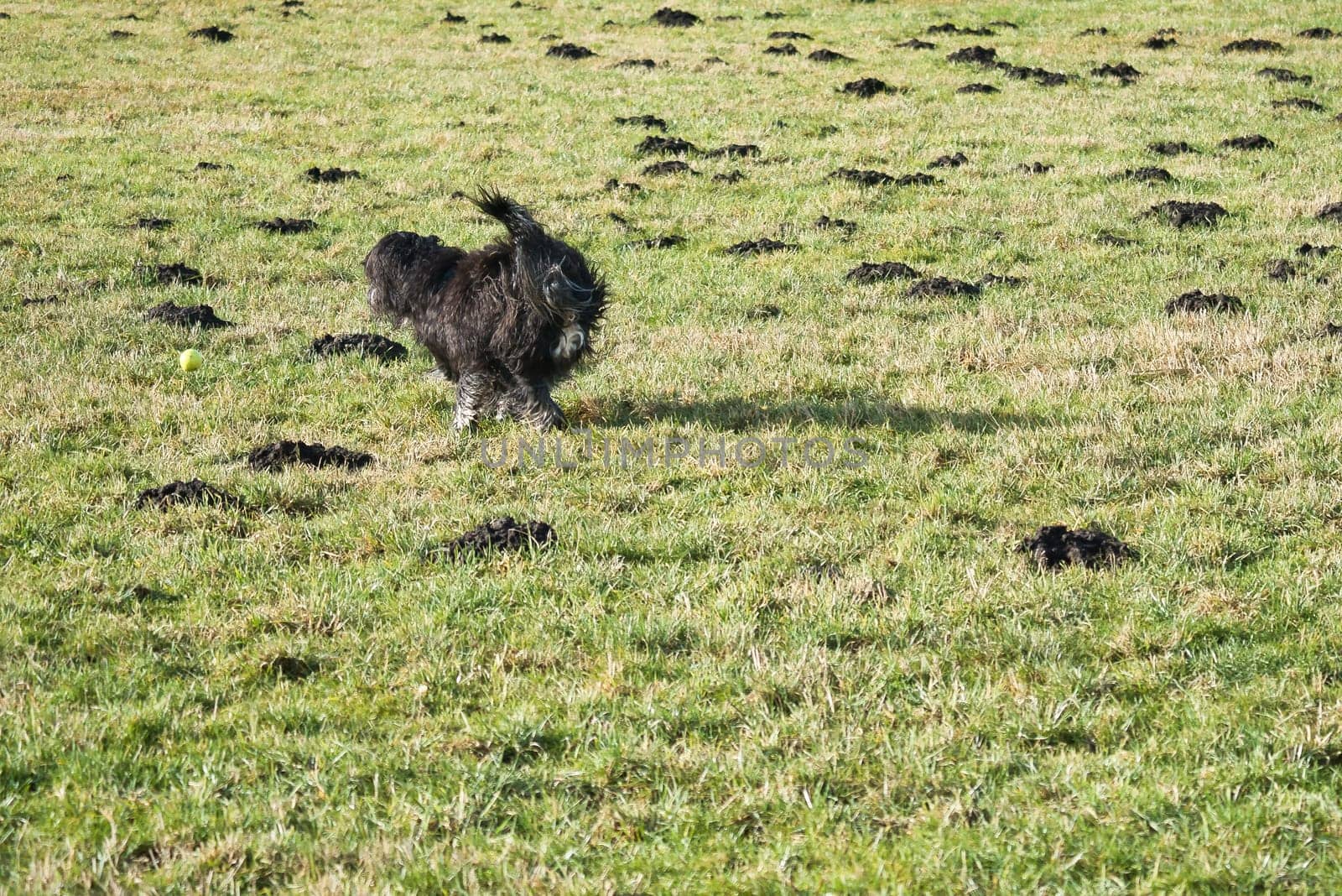 Black Goldendoddle running in a meadow while playing. Fluffy long black coat. Family dog that is also taken as a therapy dog. Animal photo of a dog