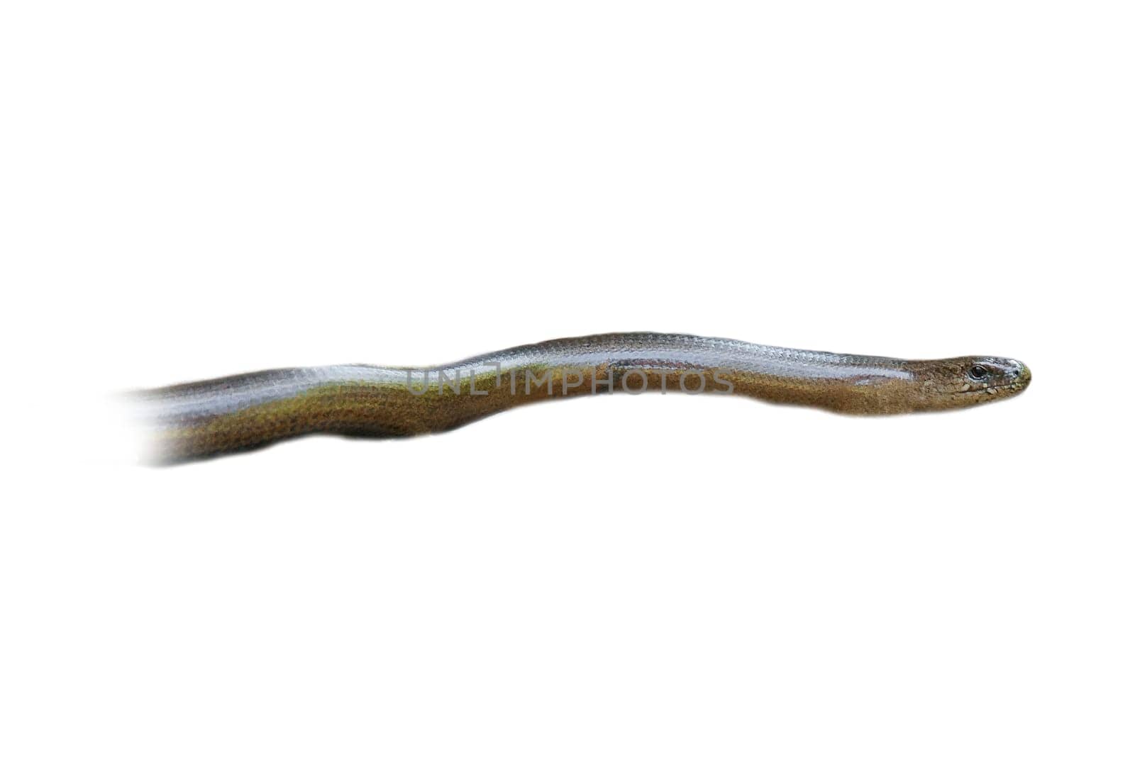 Slow worm cropped. Head and part of the body of the reptile. Animal with scaly skin. For further processing for e.g. composing.