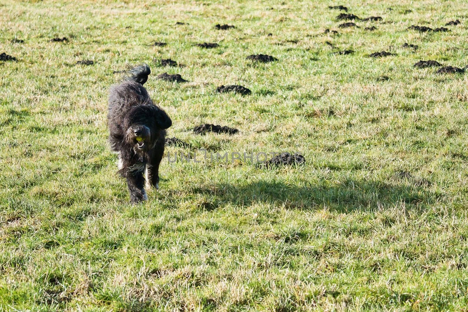 Black Goldendoddle running in a meadow while playing. Fluffy long black coat. Family dog that is also taken as a therapy dog. Animal photo of a dog