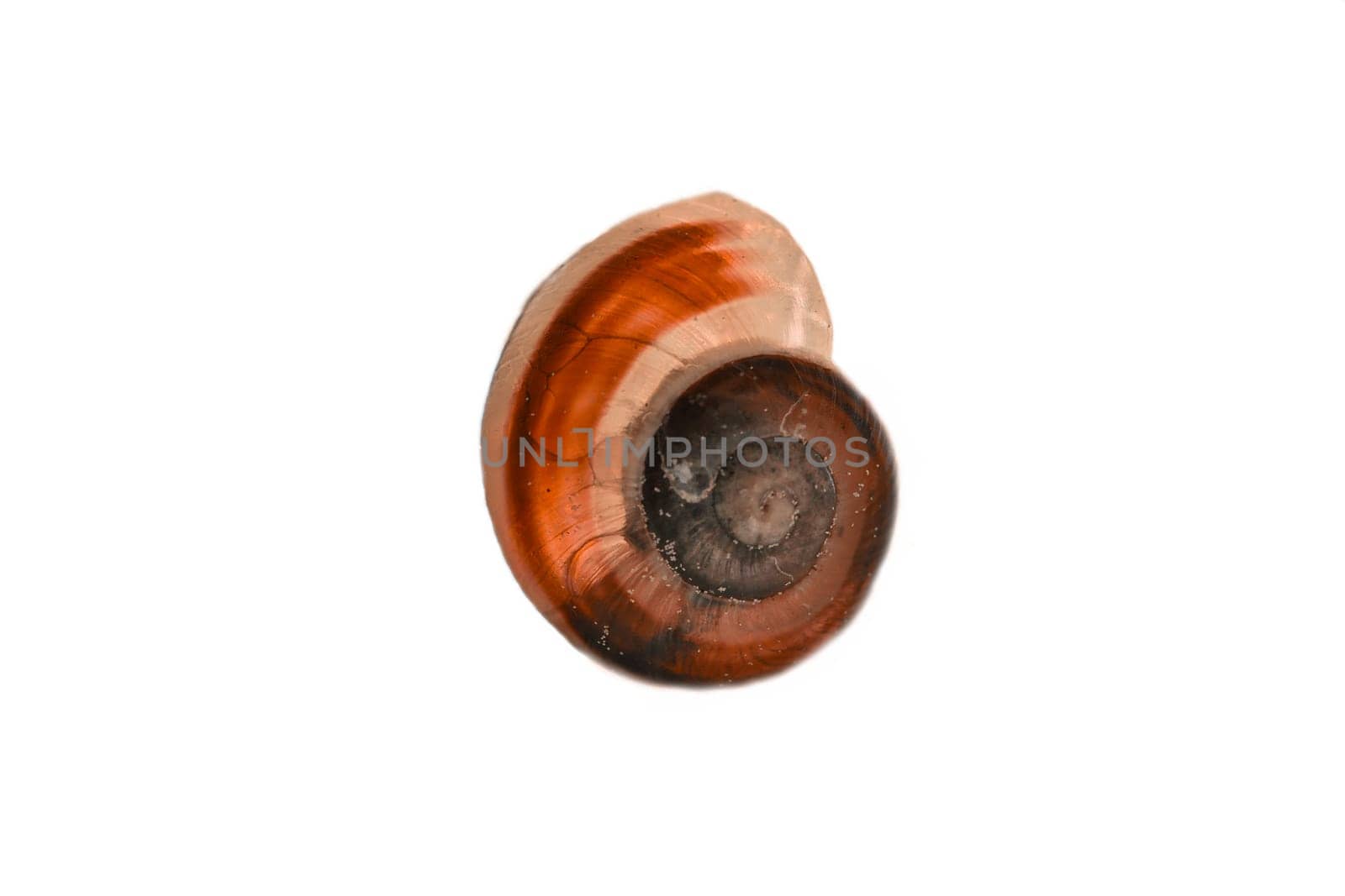 Snail shell cut out. Detailed shell of a snail. For further processing for e.g. composing.