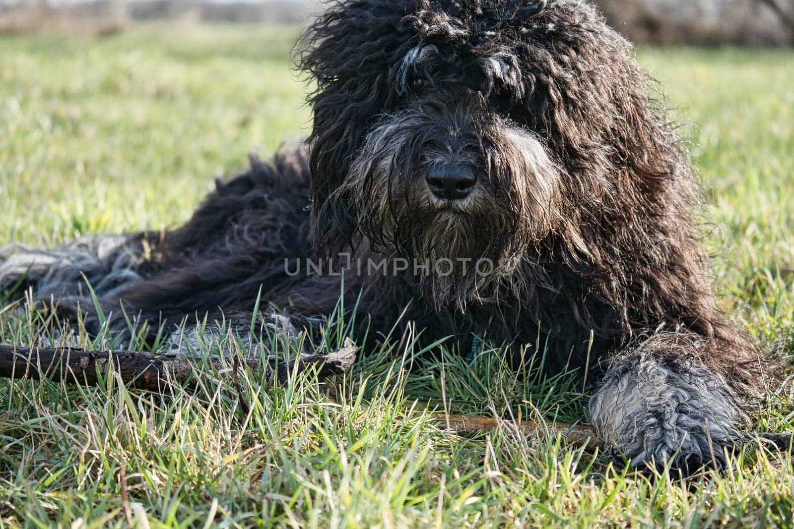Black Goldendoodle lying on the lawn with stick. Faithful companion, which is also suitable as a therapy dog. Pet photo of a pet