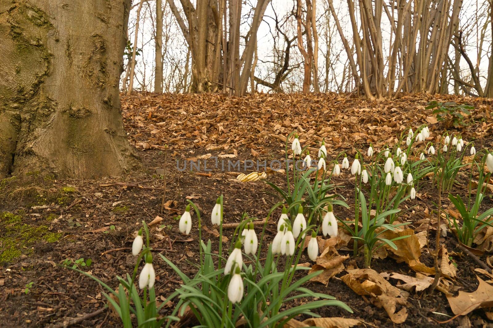 Lily of the valley on the forest floor among foliage and trees. Spring flower, which are poisonous. Green leaves and white flower