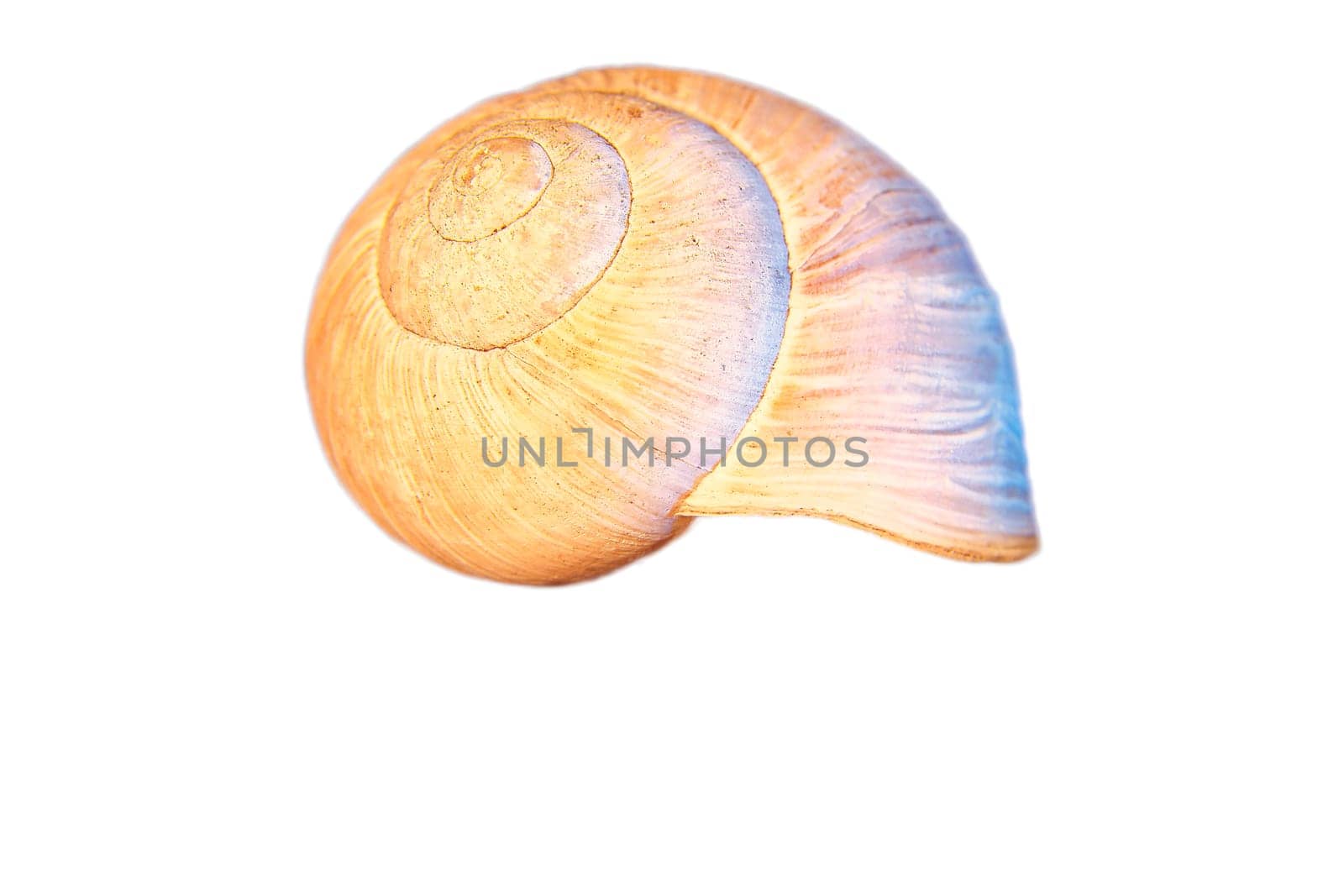 Snail shell cut out. Detailed shell of a snail. For further processing for e.g. composing.