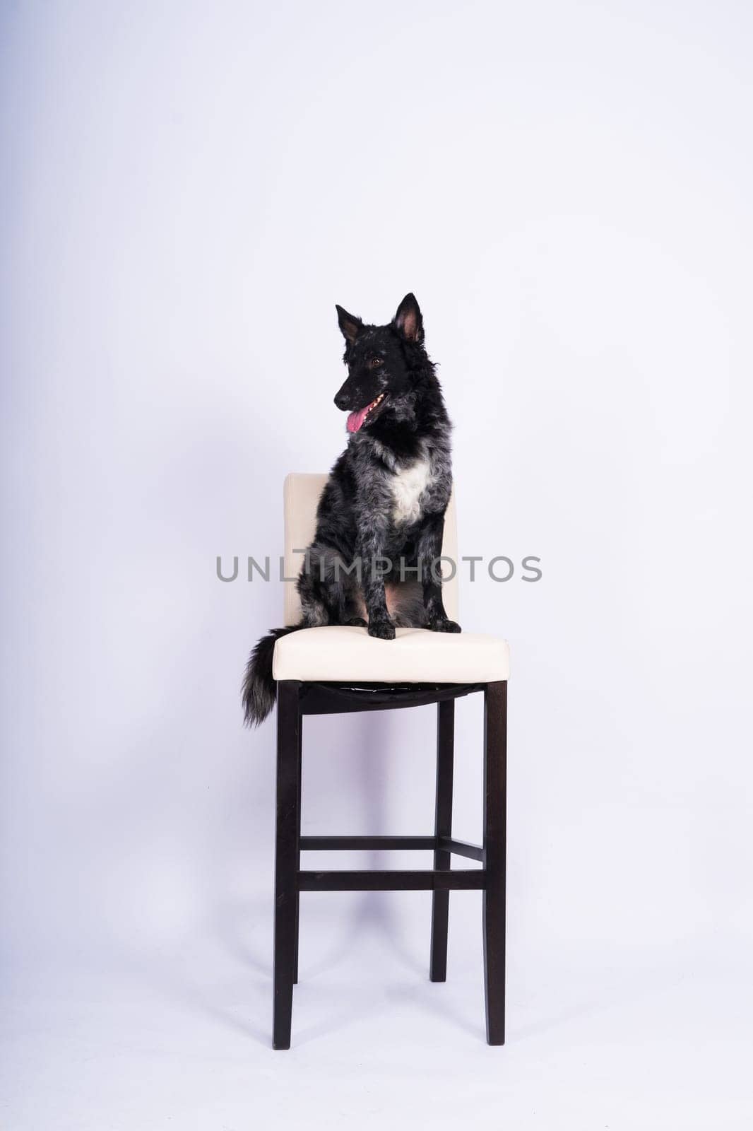 Mudi shepherd in front of a white background studio and interior photo